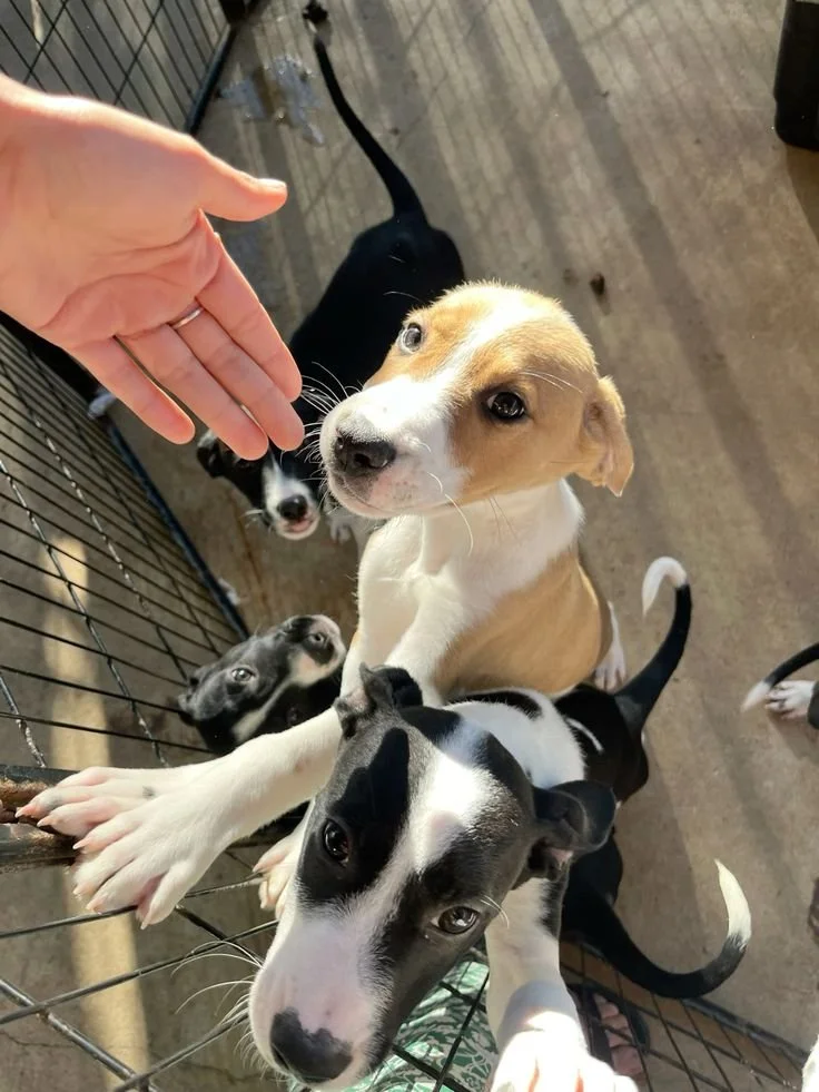 Adopții responsabile